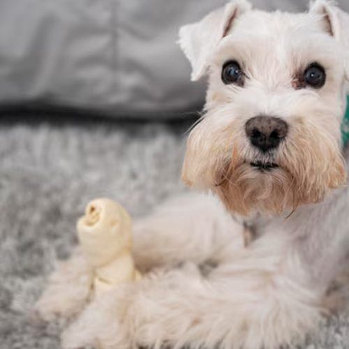 How to Choose the Best Pet Products When Shopping Online