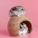 test-6